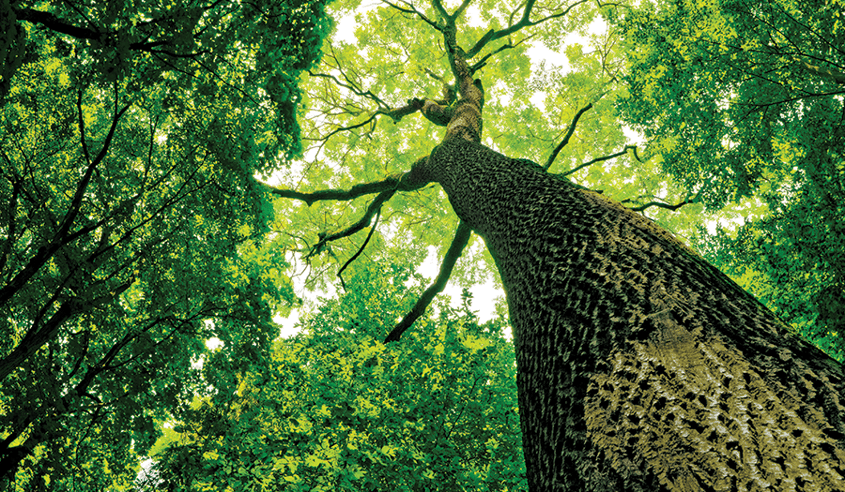 Verifying family trees